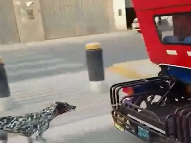 Maltrato animal en SMP: conductor amarró a perro a su mototaxi para arrastrarlo