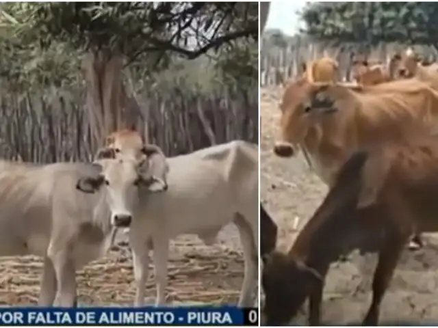 Sequía y crisis de alimentos: ganaderos de Piura rematan a sus vacas