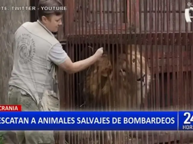 Ucrania: Rescatan animales salvajes que fueron abandonados en zoológicos por ataques rusos