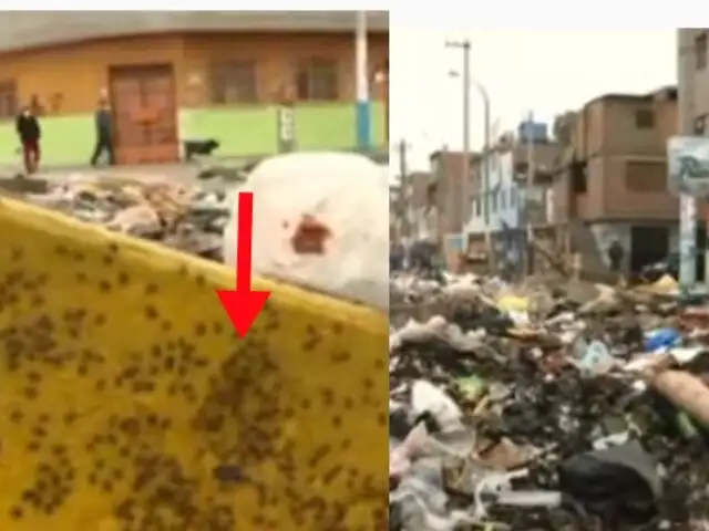 Pestilencia en Gambetta: vecinos viven entre la basura, animales muertos y plaga de moscas