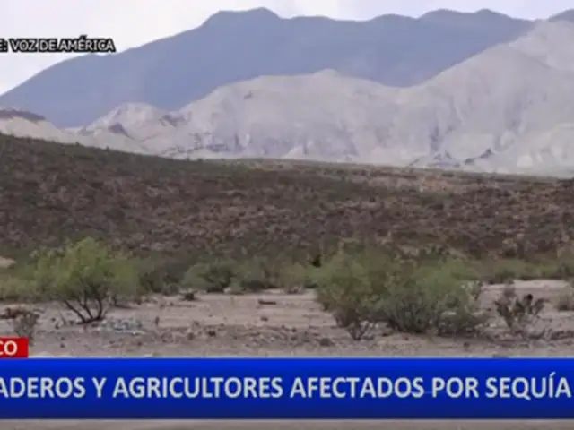 México: cientos de animales mueren por intensas sequías