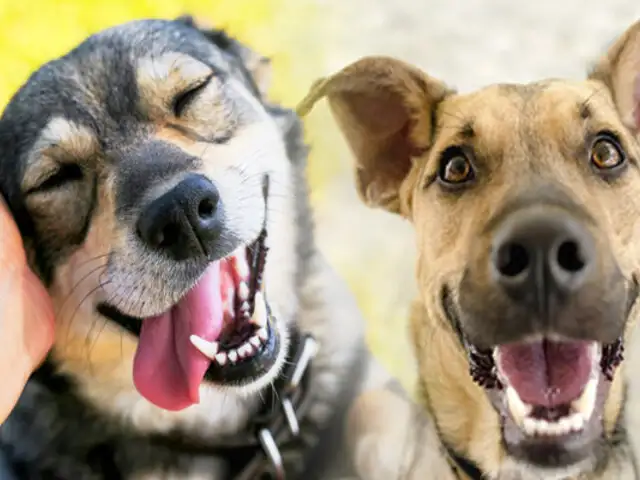 Los perros lloran: canes producen lágrimas al encontrarse con su dueño, según estudio
