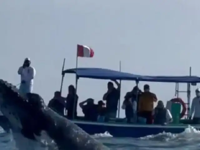 Turistas disfrutaron del avistamiento de ballenas en Tumbes