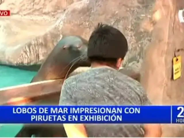Familias disfrutan con espectáculo de Lobos de Mar en Zoológico de Huachipa