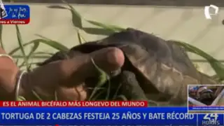 Janus: tortuga de dos cabezas celebra su cumpleaños número 25