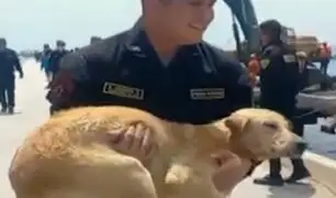 Acto heroico en Huacho: Pescadores y policías rescatan a perrito que casi se ahoga en el mar