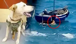 ¡Final feliz! perrito que nadó una hora en el mar y fue rescatado, ya tiene dueño