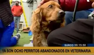 Lo dejaron a su suerte: abandonan a perrito cocker en veterinaria de Surco