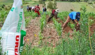 Tras fracasar compra de abono: Ejecutivo dará subsidio para que los propios agricultores compren urea