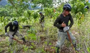 Ministerio del Interior suspende erradicación de hoja de coca en el Vraem