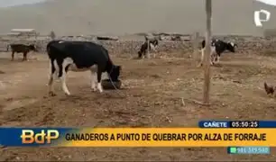 Cañete: ganaderos lecheros están a punto de quebrar por alza del forraje