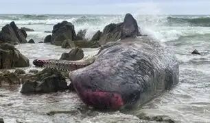 Australia: Hallan 14 cachalotes muertos frente a la isla King