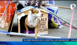 Callao: perro lleva varios días esperando afuera de hospital la salida de su dueño, quien ya falleció