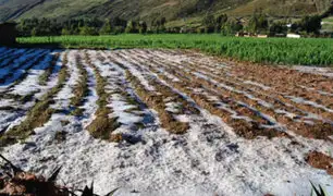 Huancayo: intensa granizada afecta cultivos dejando miles de soles en pérdidas a agricultores