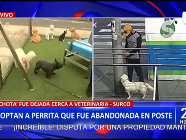 Surco: Adoptan a perrita que fue abandonada en la puerta de una veterinaria