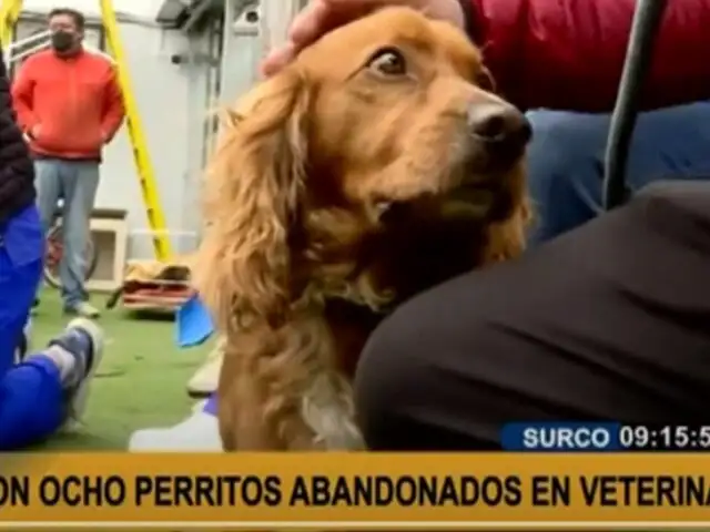 Lo dejaron a su suerte: abandonan a perrito cocker en veterinaria de Surco