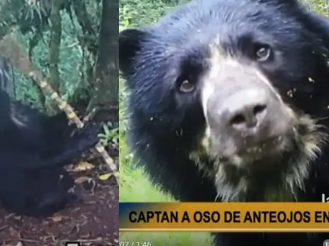 En peligro de extinción: captan por primera vez a oso de anteojos en bosque Montano de Huánuco