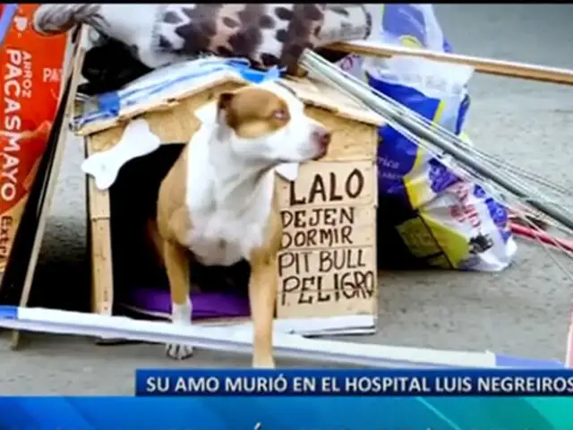 Callao: perro lleva varios días esperando afuera de hospital la salida de su dueño, quien ya falleció