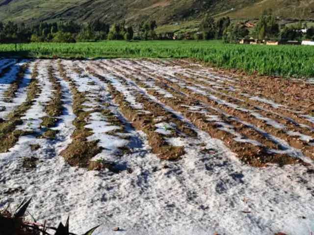Huancayo: intensa granizada afecta cultivos dejando miles de soles en pérdidas a agricultores