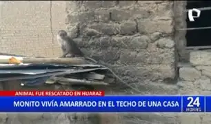 Huaraz: Rescatan a mono machín que vivía atado en el techo de una vivienda