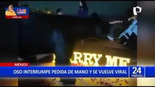 México: Oso interrumpe pedida de matrimonio y se hace viral