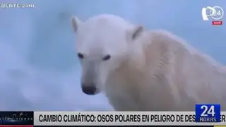 Osos polares en peligro de extinción por deshielo de Glaciares