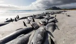 Encuentran  más de 200  ballenas piloto muertas en una remota playa de Nueva Zelanda