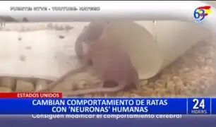 Estados Unidos: Implantan neuronas humanas en ratas y cambian sus comportamientos