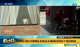 Surco: pitbull sin correa ni bozal atacó a mascota y mordió a vecino