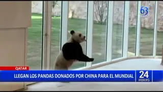 Qatar: China entrega donación de pandas para el mundial