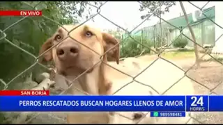 San Borja: Municipalidad del distrito da en adopción perritos rescatados