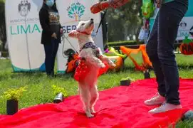 “Canoween”: perritos y sus dueños celebrarán Halloween con un creativo desfile