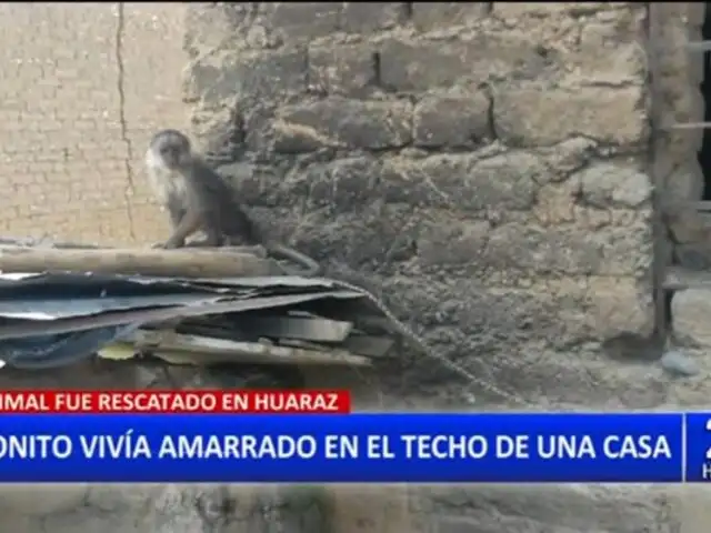 Huaraz: Rescatan a mono machín que vivía atado en el techo de una vivienda