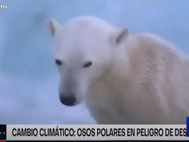 Osos polares en peligro de extinción por deshielo de Glaciares