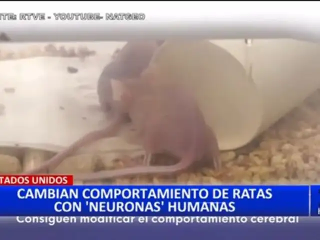 Estados Unidos: Implantan neuronas humanas en ratas y cambian sus comportamientos