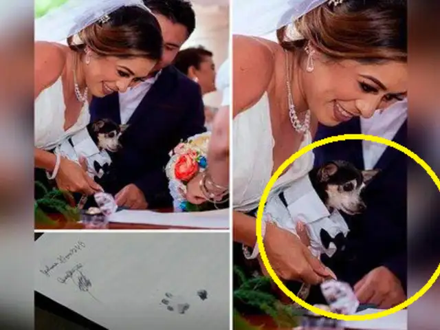 Chihuahua participa como testigo en matrimonio y pone sus huellas en el acta