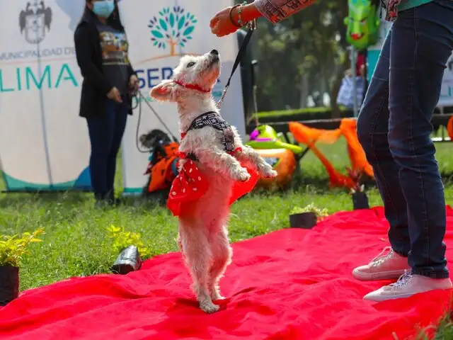 “Canoween”: perritos y sus dueños celebrarán Halloween con un creativo desfile