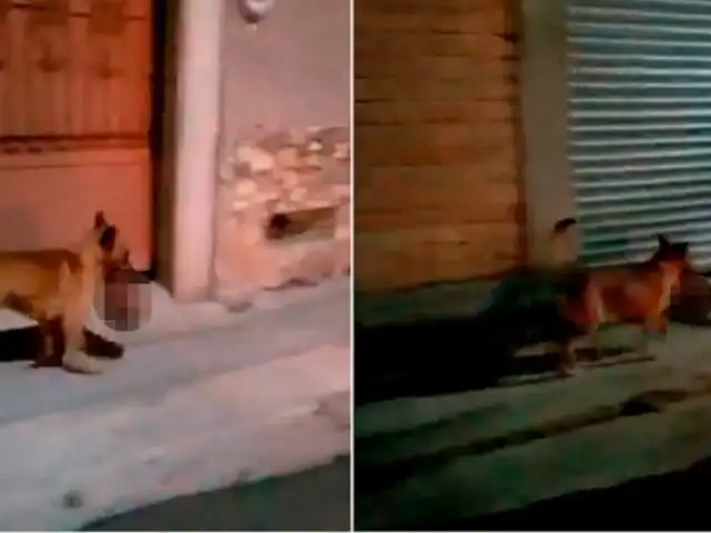 Terror en México: captan a perro paseando con una cabeza humana en su hocico por calles de Zacatecas