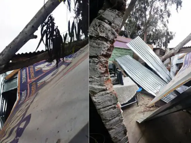 SMP: Familia salva de morir luego que árbol se desplomara sobre su rústica vivienda y la destruyera