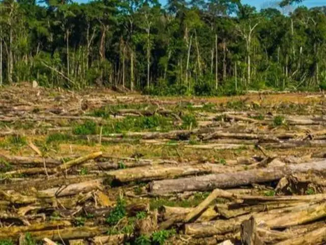 Congreso: alertan que se busca aprobar norma que pondría en peligro Amazonía peruana