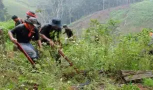 En lo que va del año: más de 21 000 hectáreas de hoja de coca fueron erradicadas en el país