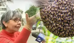 San Borja: Vecinos preocupados por panal de abejas en la vía pública