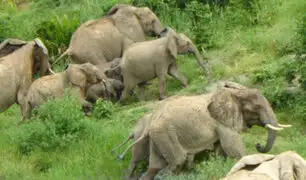 Kenia: más de 200 elefantes han muerto en lo que va del año debido a histórica sequía