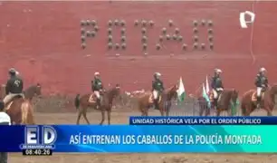 Policía Montada: así entrenan a los caballos de esta Unidad Histórica que vela por el orden público