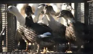 Incremento de focos de la gripe aviar: decretan el confinamiento de las aves en Francia
