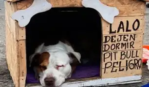 Desaparece ‘El Hachiko peruano’: perro esperaba más de 6 meses a su dueño que falleció en hospital