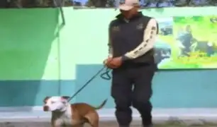 ‘Hachiko peruano’: policía canina rehabilitará a 'Lalo' para darlo en adopción