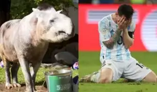 Qatar 2022: Tapir "Manolo" pronosticó derrota de Argentina un día antes del partido