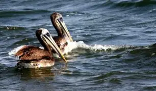 Nuevo caso de influenza aviar: fue detectado en pelícano de la playa Puerto Viejo de Lima