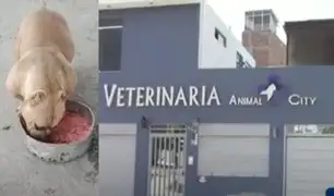Comas: lleva a su perrita a bañar en veterinaria y la entregan muerta